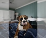 Small Photo #1 Boxer Puppy For Sale in GALLOWAY, NJ, USA