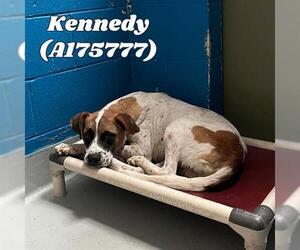 American Pit Bull Terrier-Unknown Mix Dogs for adoption in Tulsa, OK, USA