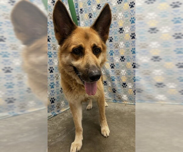Medium Photo #1 German Shepherd Dog Puppy For Sale in Rosenberg, TX, USA