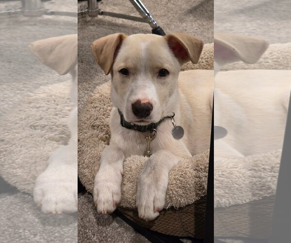 Medium Photo #3 Labrador Retriever-Unknown Mix Puppy For Sale in Genesee, WI, USA