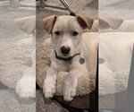 Small #2 Labrador Retriever Mix