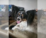 Small Photo #1 Papillon Puppy For Sale in FULTON, MO, USA