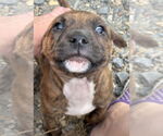 Small #3 American Bandogge mastiff