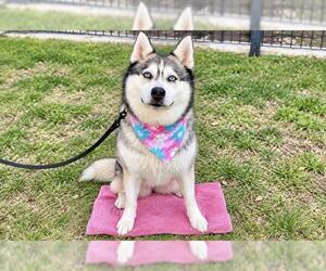SHEENA - Female Siberian Husky Dog for Adoption - Photo #7