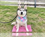 Small Photo #7 Siberian Husky Puppy For Sale in Orange, CA, USA
