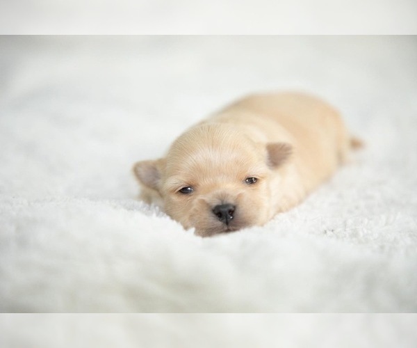 Medium Photo #3 Bichpoo-ShihPoo Mix Puppy For Sale in LIBERTY, MO, USA