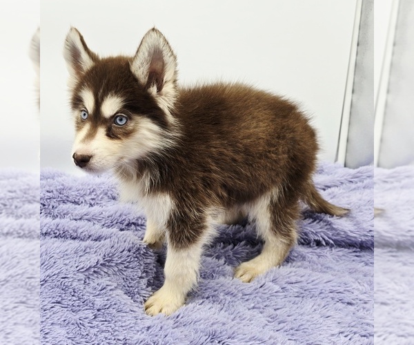 Medium Photo #4 Siberian Husky Puppy For Sale in SANDY HOOK, KY, USA