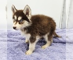 Small #3 Siberian Husky