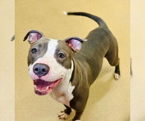 Medium American Pit Bull Terrier