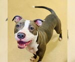 Small American Pit Bull Terrier