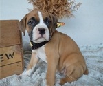 Small Photo #5 Boxer Puppy For Sale in HONEY BROOK, PA, USA