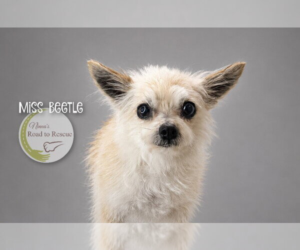 Medium Photo #2 Chiranian Puppy For Sale in Benton, LA, USA