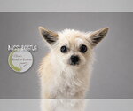 Small Photo #2 Chiranian Puppy For Sale in Benton, LA, USA