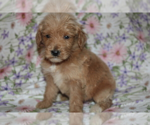 Goldendoodle (Miniature) Puppy for sale in BLMGTN, IN, USA