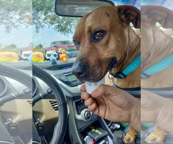 Medium Photo #9 Black Mouth Cur-Unknown Mix Puppy For Sale in Sanford, FL, USA