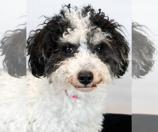 Medium Photo #1 Poochon Puppy For Sale in Kennesaw, GA, USA