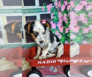 Australian Cattle Dog Puppy for sale in ELKHART, IN, USA
