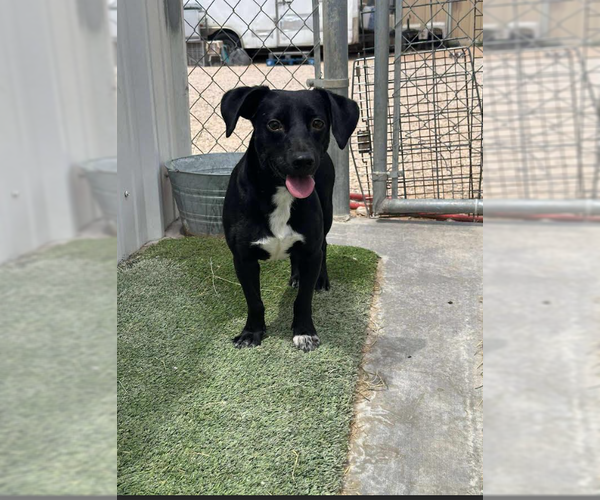 Medium Photo #3 Chihuahua-Unknown Mix Puppy For Sale in Cranston, RI, USA