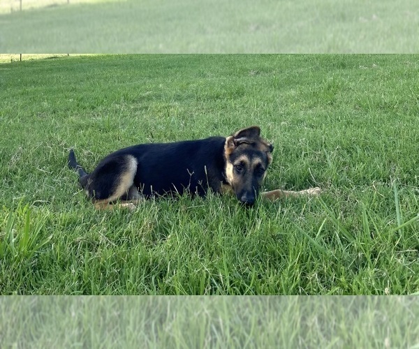 Medium Photo #7 German Shepherd Dog Puppy For Sale in WOLFE CITY, TX, USA