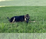 Small #6 German Shepherd Dog