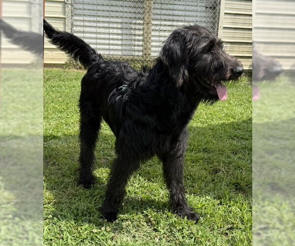 Medium Photo #5 Labradoodle Puppy For Sale in Newfoundland, PA, USA