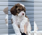 Puppy Cowboy Cavapoo