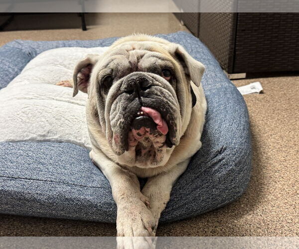 Medium Photo #2 Bulldog Puppy For Sale in Sanford, FL, USA