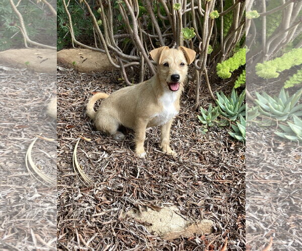 Medium Photo #4 Mutt Puppy For Sale in San Diego, CA, USA