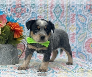 Australian Cattle Dog Puppy for sale in LANCASTER, PA, USA