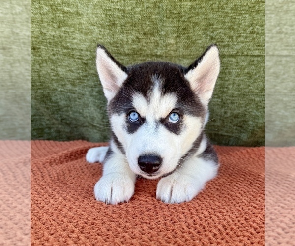 Medium Photo #6 Siberian Husky Puppy For Sale in OCALA, FL, USA