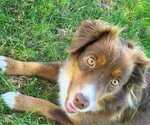 Small #2 Miniature Australian Shepherd