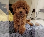 Small Photo #1 Goldendoodle (Miniature) Puppy For Sale in MIDLOTHIAN, VA, USA