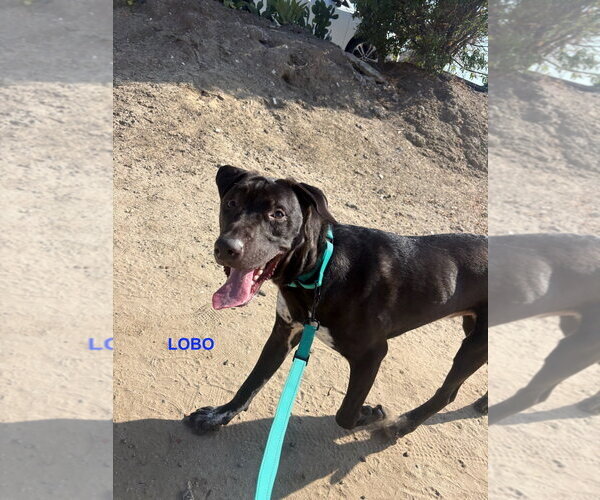 Medium Photo #1 Labrador Retriever-Unknown Mix Puppy For Sale in Woodland Hills, CA, USA