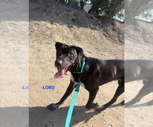 Labrador Retriever-Unknown Mix Dogs for adoption in Woodland Hills, CA, USA