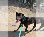 Small Labrador Retriever Mix