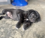 Small Photo #5 Cane Corso Puppy For Sale in LYONS, GA, USA