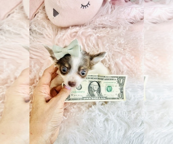 Medium Photo #23 Chihuahua Puppy For Sale in NAPLES, FL, USA