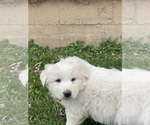 Small #5 Great Pyrenees
