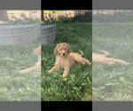 Puppy Lane Goldendoodle