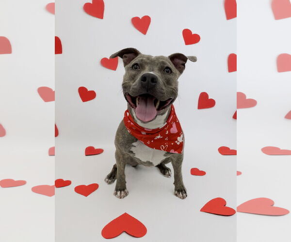 Medium Photo #2 Mutt Puppy For Sale in Rockville, MD, USA