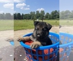 Small Photo #4 German Shepherd Dog Puppy For Sale in SUMPTER TWP, MI, USA