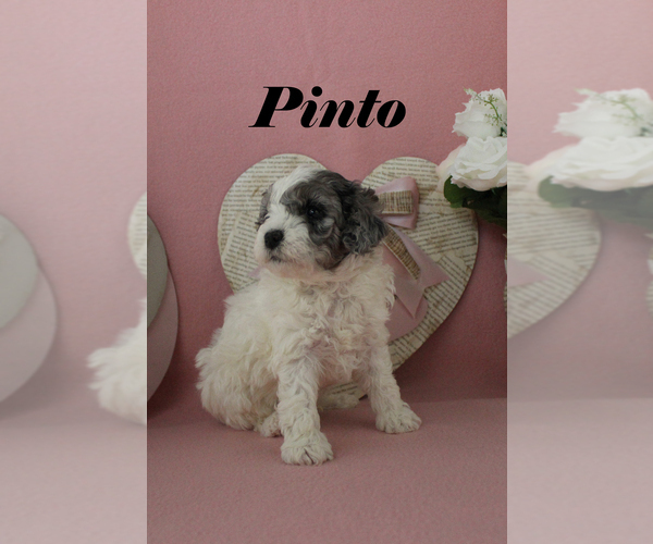 Medium Photo #14 Poodle (Toy) Puppy For Sale in CHANUTE, KS, USA