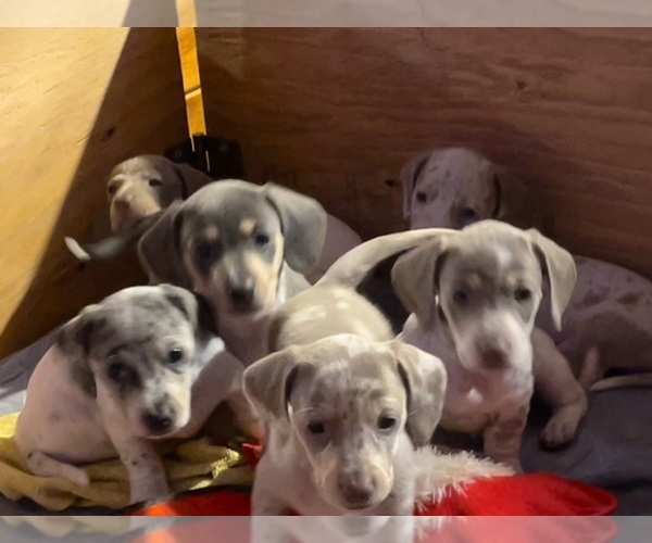 Medium Photo #140 Dachshund Puppy For Sale in LAKEBAY, WA, USA