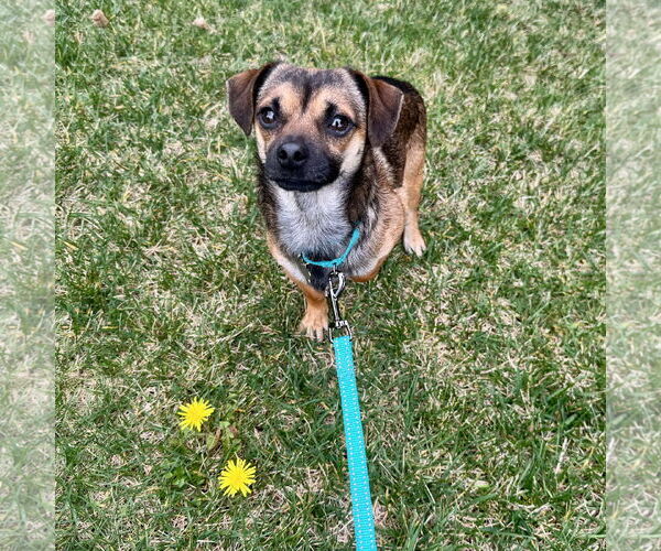 Medium Photo #1 Chihuahua-Unknown Mix Puppy For Sale in Santa Clara, CA, USA