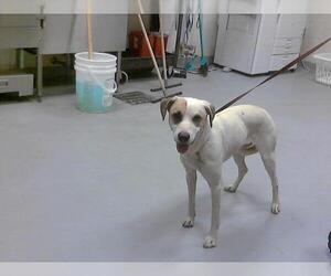 Mutt Dogs for adoption in Fayetteville, NC, USA