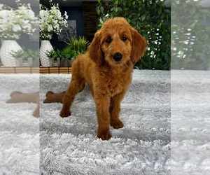 Goldendoodle Puppy for sale in GREENFIELD, IN, USA