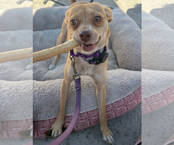Medium Photo #2 Chihuahua-Greyhound Mix Puppy For Sale in La Verne, CA, USA