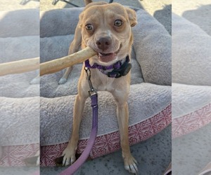 Jessie - Female Chihuahua-Greyhound Mix Dog for Adoption - Photo #2