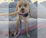 Small #1 Chihuahua-Greyhound Mix