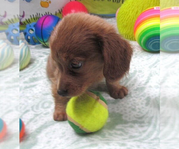 Medium Photo #3 Chiweenie Puppy For Sale in RATTAN, OK, USA